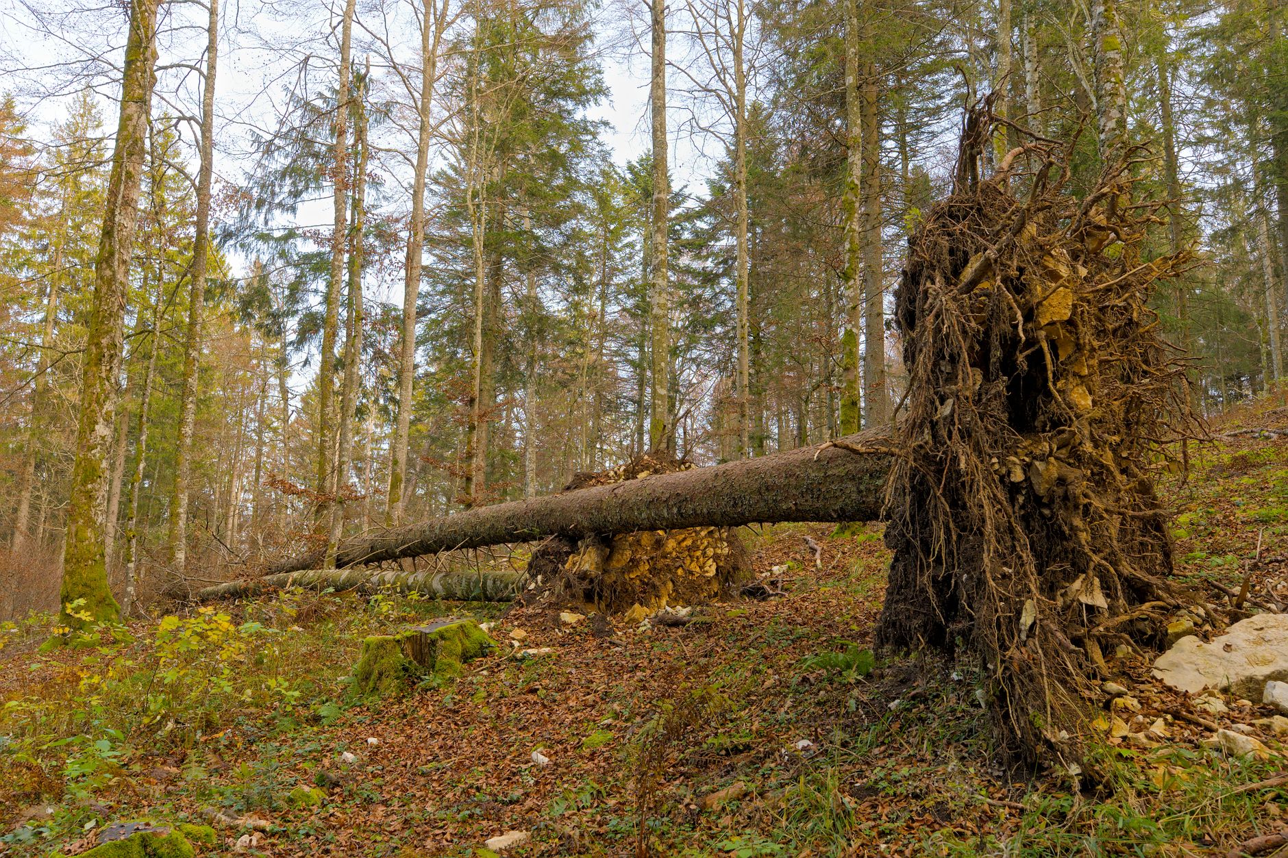 Enlèvement arbre urgence équipe à Aulnay-sous-Bois
